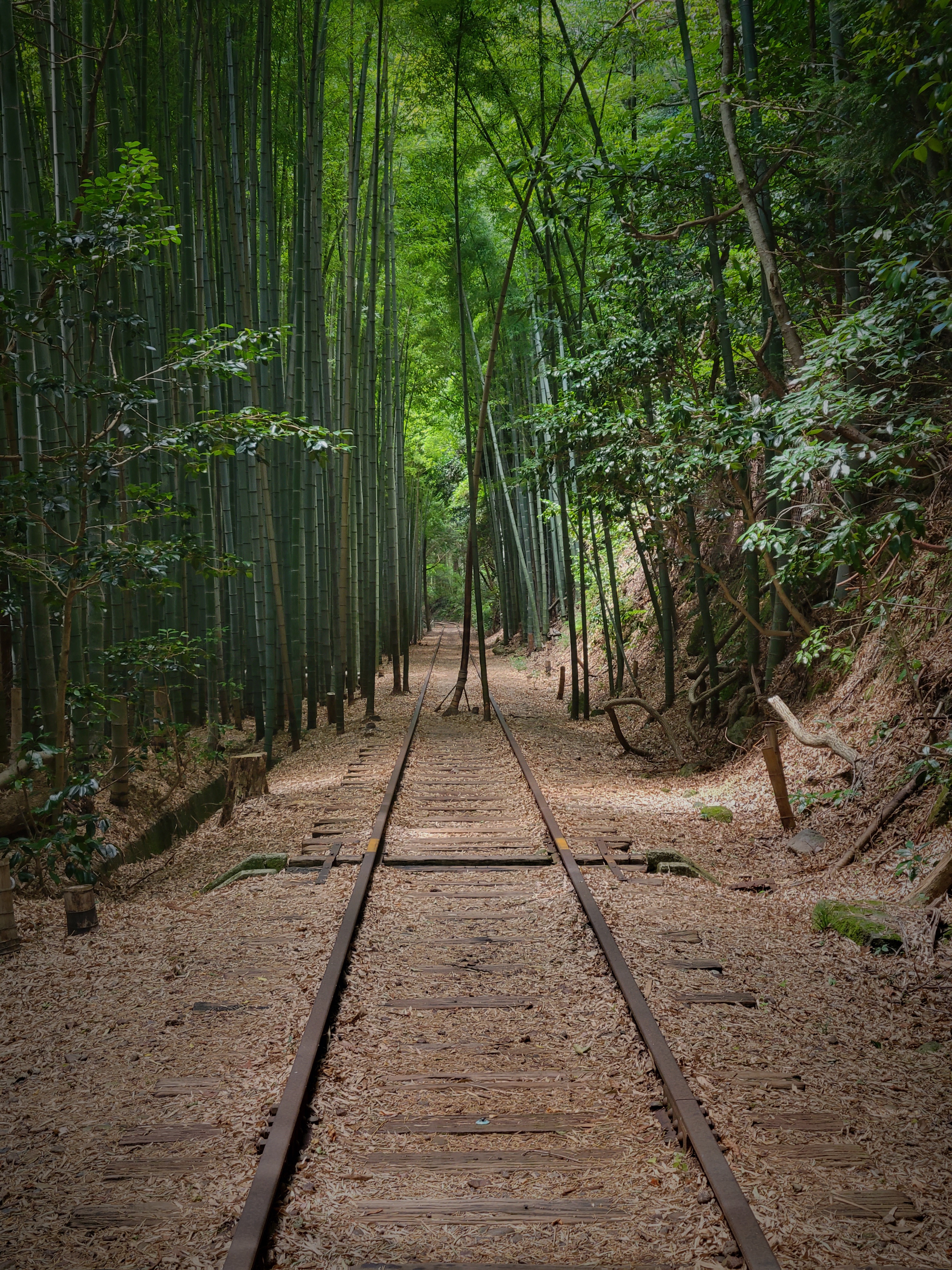 竹林2
